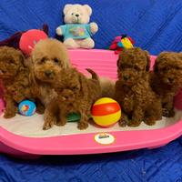 Barboncino Toy con pedigree Enci e Test genetici