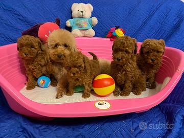 Barboncino Toy con pedigree Enci e Test genetici