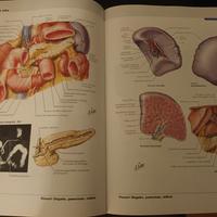 Netter Atlante di Anatomia 