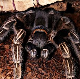 Aphonopelma seemanni