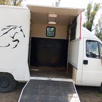 Camioncino van trasporto 2 cavalli