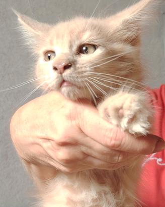 Cucciola di Maine Coon 