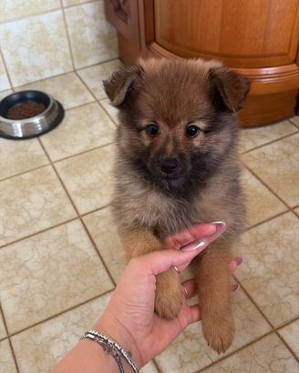 Volpino di pomerania