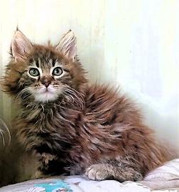 Cuccioli di Maine Coon
