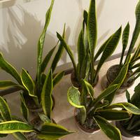 sansevieria