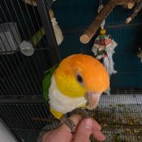 Caicco testa gialla