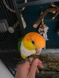 Caicco testa gialla