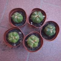 5 piantine
