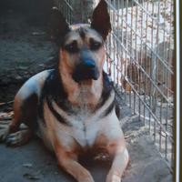 Frammenti di vita canina