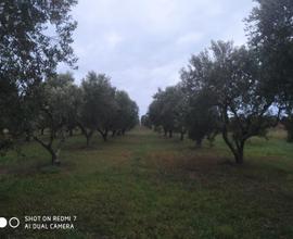 Terreno agricolo