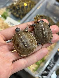 Tartarughe scatola