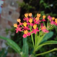 asclepias curassavica 