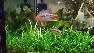 Apistogramma macmasteri