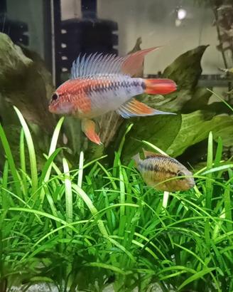 Apistogramma macmasteri