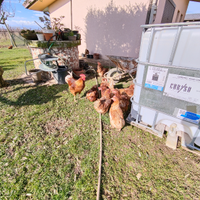 Galline ovaiole isa brawn