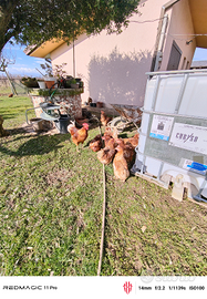 Galline ovaiole isa brawn