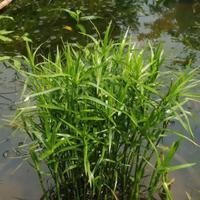 pianta acquatica per laghetto - bambù