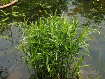 pianta acquatica per laghetto - bambù