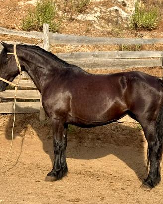 Cavalla MURGESE X FRISONE