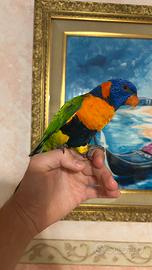 Lori arcobaleno allevato a mano