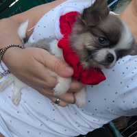 Chihuahua 500 grammi