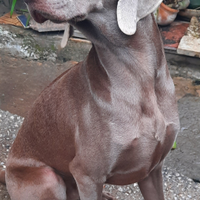 Razza weimaraner