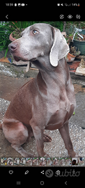 Razza weimaraner