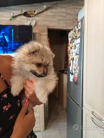 Pomerania