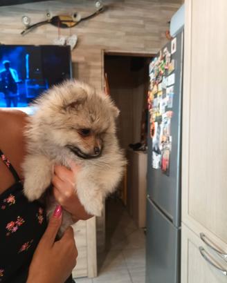 Pomerania