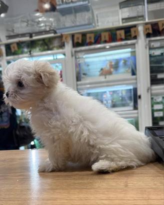 Maltese