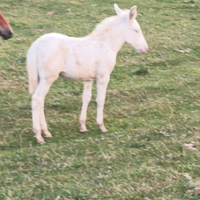 3 Mule femmine