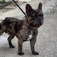 Bulldog Francese Merle Disponibile per Monta