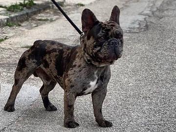 Bulldog Francese Merle Disponibile per Monta