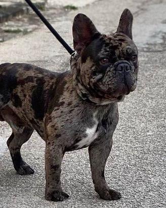 Bulldog Francese Merle Disponibile per Monta