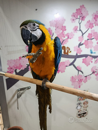 Pappagallo Ara aruana con cites