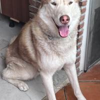 Husky maschio e femmina