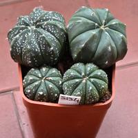 Astrophytum asterias