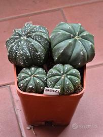 Astrophytum asterias