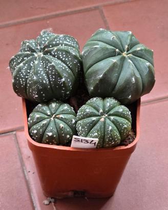 Astrophytum asterias