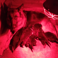 Cuccioli pastore tedesco