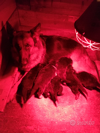 Cuccioli pastore tedesco