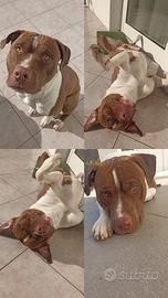 Pittbul di 5 anni