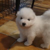 Cuccioli di Samoiedo