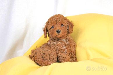 Cucciola di Barboncino