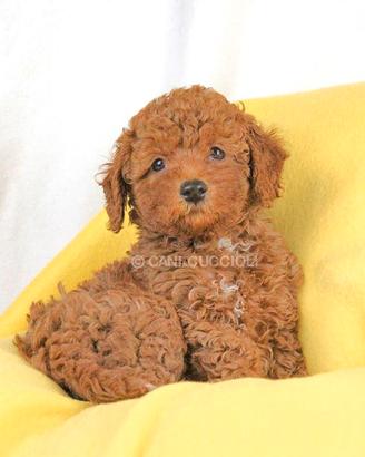 Cucciola di Barboncino