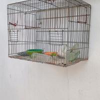Gabbia per uccellini 