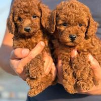 Cucciolo barboncino toy red