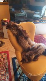 splendidi colli di volpe grigia