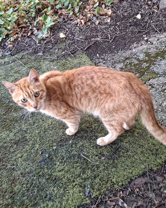 Gatte in adozione