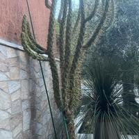 Cactus gigante